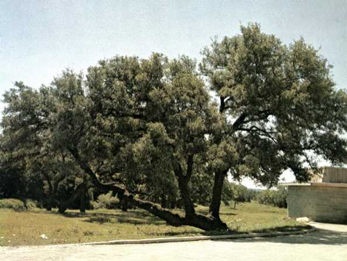 Indian Marker Tree-1969